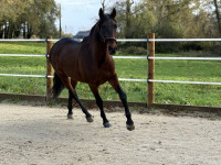 Vente de cheval : NANI 